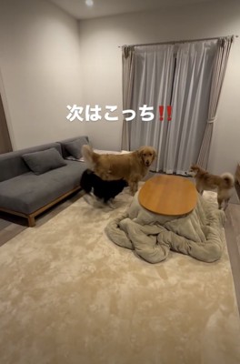 まだまだやる気の麦ちゃん