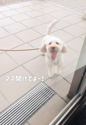 窓越しに見つめる犬