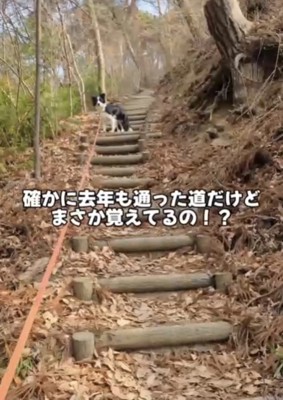 階段の途中で振り返る犬