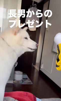 パンチするおもちゃVSだい吉くん2