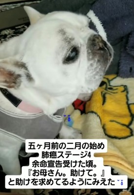 毛布の上で不安そうに座る犬