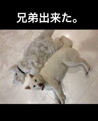 兄弟ができたおもちちゃん