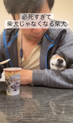 コーヒーゼリーを狙うちくわ君3