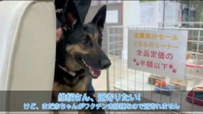 子犬たちを見つめるジャーマンシェパード