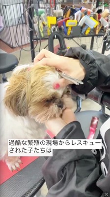 トリマーに触られておとなしくしている犬