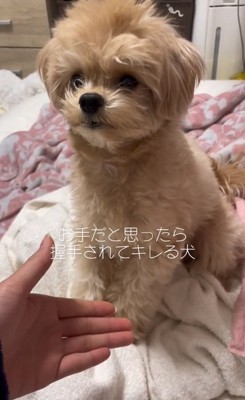 反応しないじぷくん