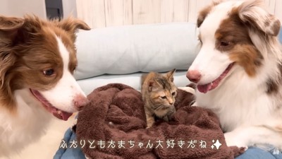 ワンコたちと子猫の再会9