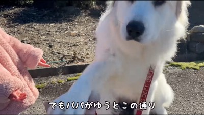 男性の手に前足を乗せる犬