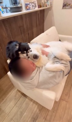 飼い主と小型犬と超大型犬