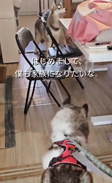 家族が決まったよ!