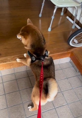 ウズウズするはちちゃん