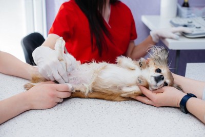 仰向けで超音波検査を受ける犬