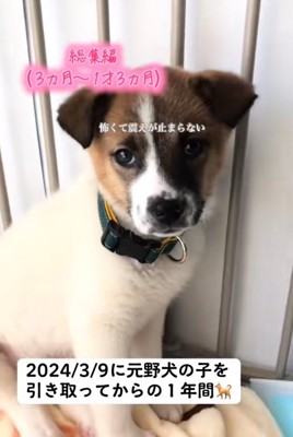 隅で震える子犬2