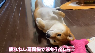「疲れたから休憩しよう～っと」