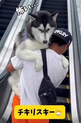 怖がりながらエスカレーターで抱っこされる犬