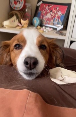 優しい表情のワンコ