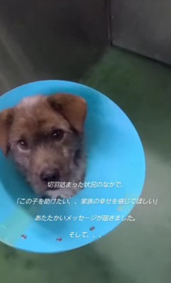 「助けてください…」