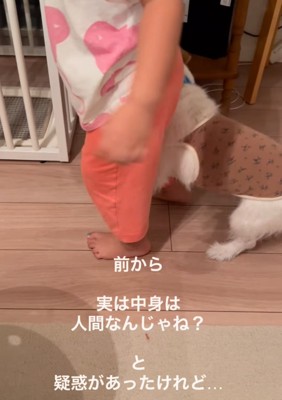 後ろ足を少し動かすステラちゃん