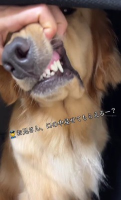 なにか咥えてる!!