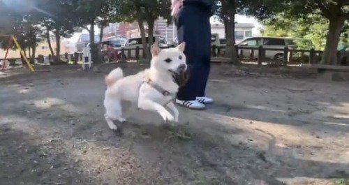 松ぼっくりを咥える犬