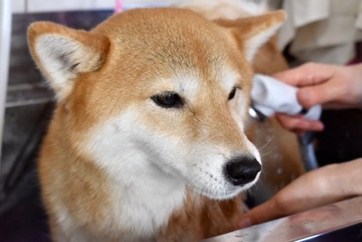 不安そうな柴犬