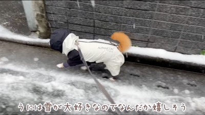 雪の上を歩いて行く犬