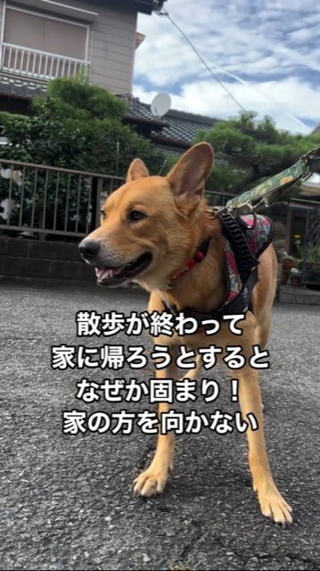 立ったままフリーズする犬