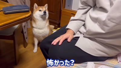 パパに報告に来たこむぎくん