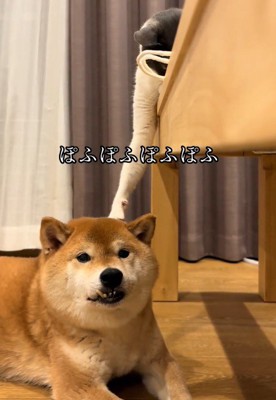 猫に触られて静かにしている犬