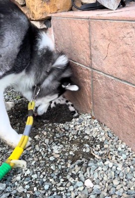 ナラちゃんの行動5