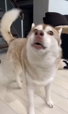 寧々ちゃん＆茶々ちゃんのお出迎え4