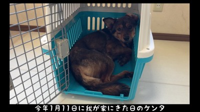 元野犬のケンタくん