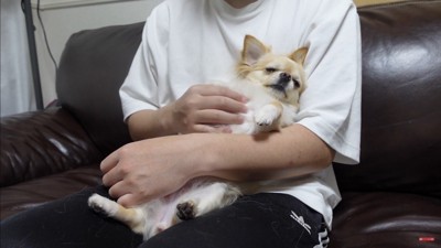 飼い主さんが浮気した時のみるくちゃん9