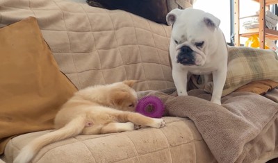 おもちゃを鼻先でつつく子犬