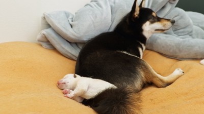 ヒナタちゃんにくっついて眠る子犬