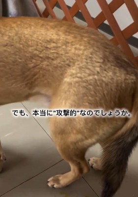 震えるあい君