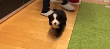 ぽてぽて歩くバーニーズマウンテンドッグのパピー