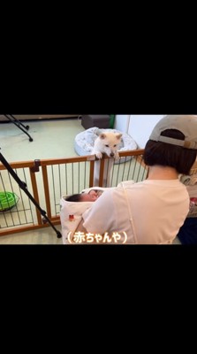 立ち上がるおまめさん