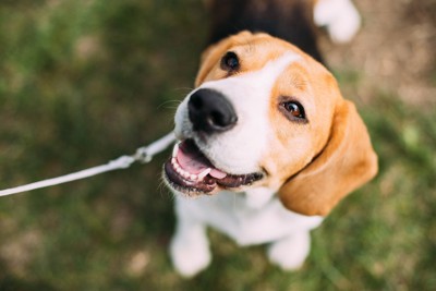 穏やかな表情の犬