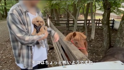 飼い主に抱っこされながら馬を見つめる犬