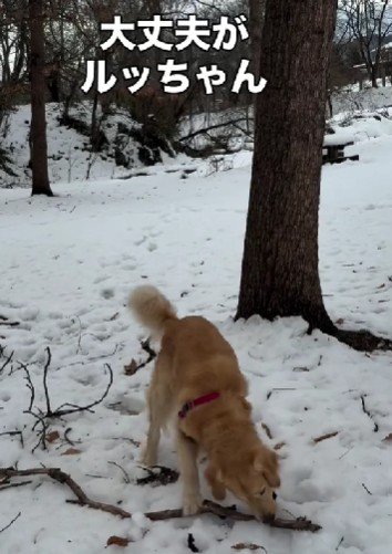 懲りない姿が逞しい♪