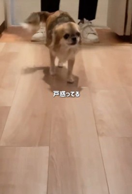 シアルちゃんを迎えた日4