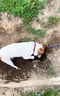 かなり掘り進めたワンコ