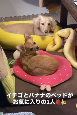 クッションで寛ぐ小型犬たち