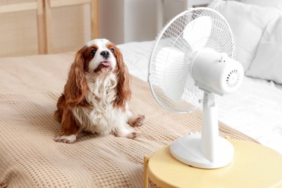 扇風機に当たるキャバリア