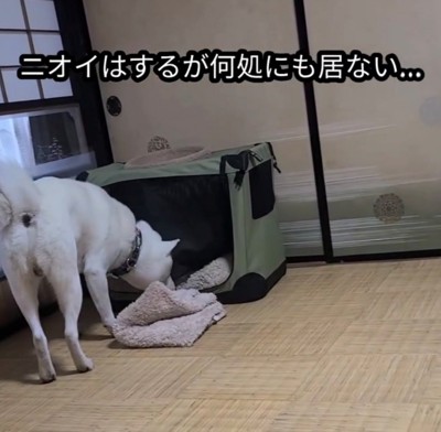 クレートの中を覗き込む犬