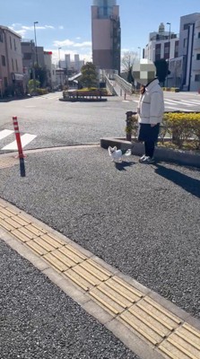 遠ざかる男性を見つめる犬