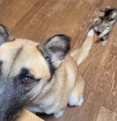 スクッと立ち上がる子猫さん