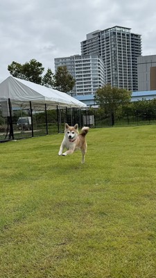 ボールを投げると全力疾走