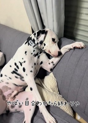 ソファの上でお腹を見せながら顔を逸らしまくるダルメシアン